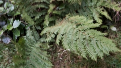 Cyathea colensoi