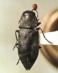 Melanophila