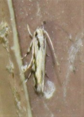 Melanocinclis lineigera