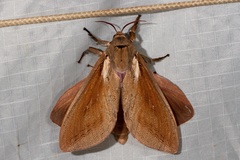 Abantiades latipennis