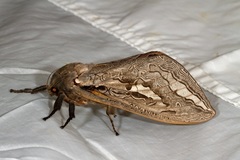 Abantiades latipennis