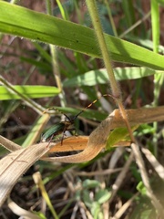 Retrachydes thoracicus