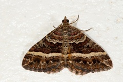 Chrysolarentia vicissata