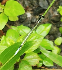 Agriocnemis pieris