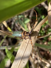 Retrachydes thoracicus