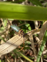 Retrachydes thoracicus