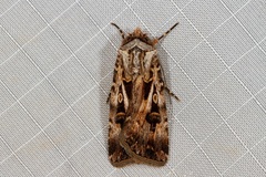 Agrotis radians