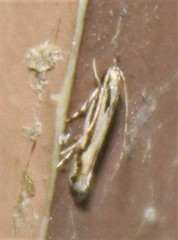 Melanocinclis lineigera