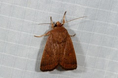Proteuxoa porphyrescens