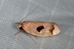 Acanthodela erythrosema