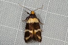 Cosmaresta callichrysa