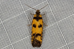 Hemiarcha thermochroa