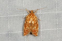 Syringoseca rhodoxantha