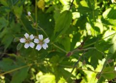 Geranium krylovii