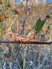 Schistocerca cancellata
