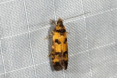 Hemiarcha thermochroa