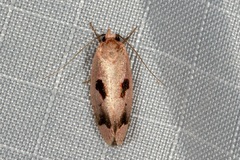 Acanthodela erythrosema