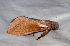 Abantiades latipennis