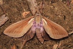 Abantiades latipennis