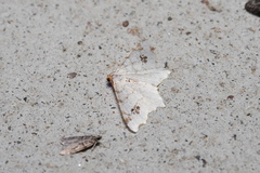 Macaria notata