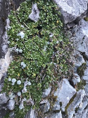 Celmisia bellidioides