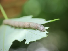 Parallelia bistriaris