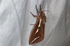 Abantiades latipennis