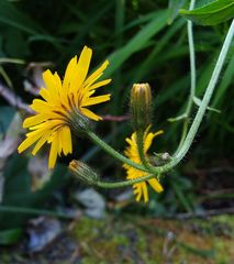 Crepis lyrata