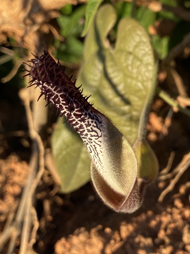 Aristolochia hilariana