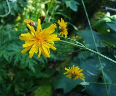 Crepis lyrata