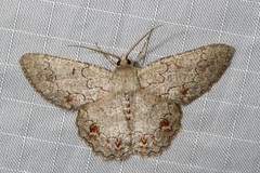 Pingasa cinerea