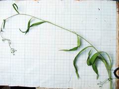 Bupleurum komarovianum