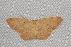 Idaea probleta
