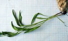 Bupleurum komarovianum