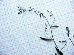 Bupleurum komarovianum