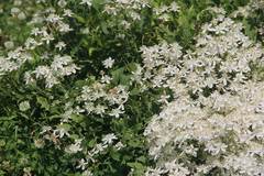 Clematis terniflora mandshurica