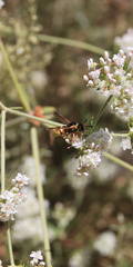 Euodynerus hidalgo