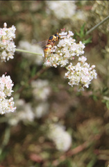Euodynerus hidalgo