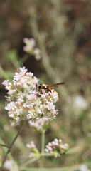 Euodynerus hidalgo