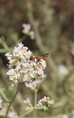 Euodynerus hidalgo