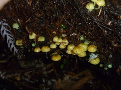 Mycena flavovirens