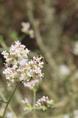 Euodynerus hidalgo