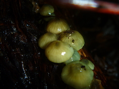 Mycena flavovirens