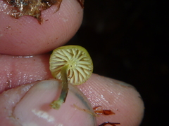 Mycena flavovirens