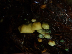 Mycena flavovirens