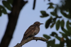 Hypsipetes amaurotis