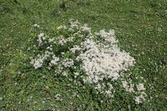 Clematis terniflora mandshurica