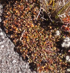 Actinotus novae-zelandiae