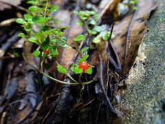 Nertera dichondrifolia