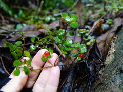 Nertera dichondrifolia